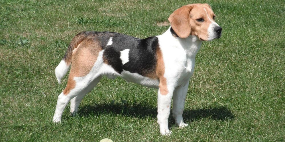 Beagle