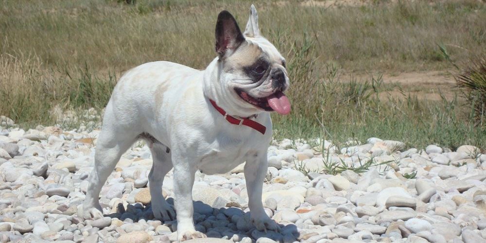 Bulldog frances