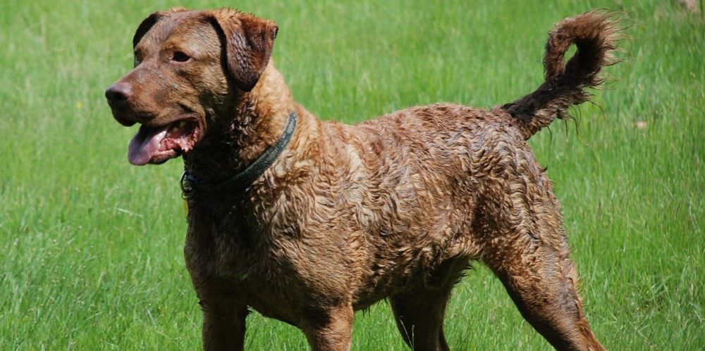 Chesapeake Bay Retriever