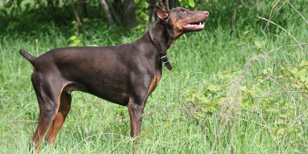 Doberman Pinscher