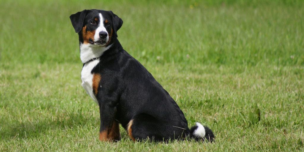 appenzeller