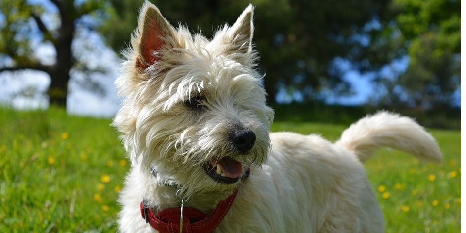 cairn terrier