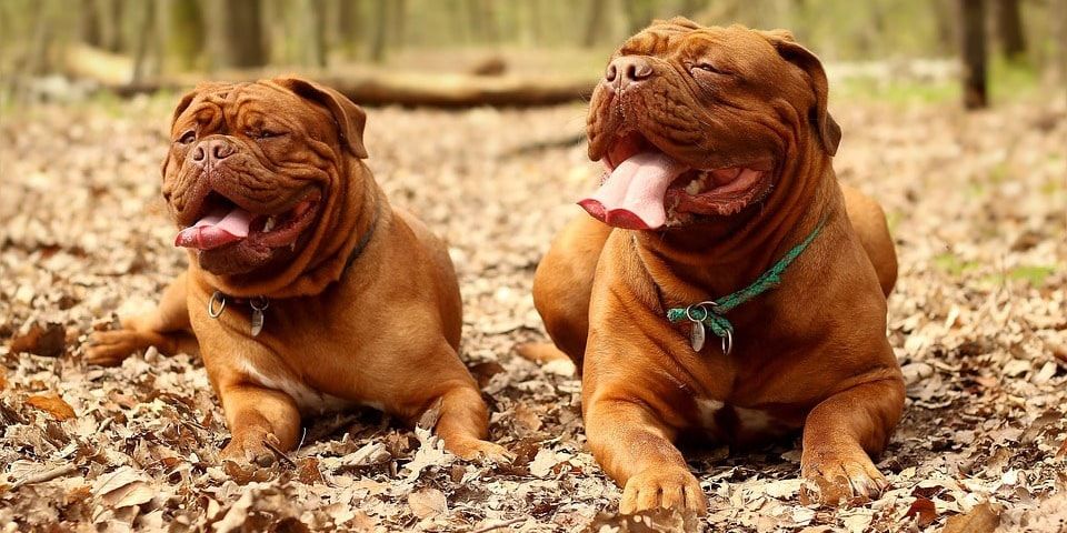 dogo de burdeos