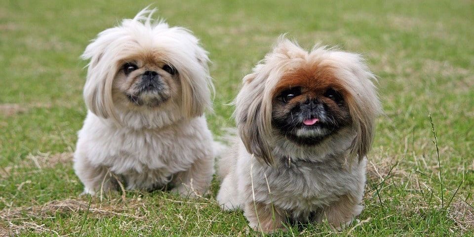 el perro pekines