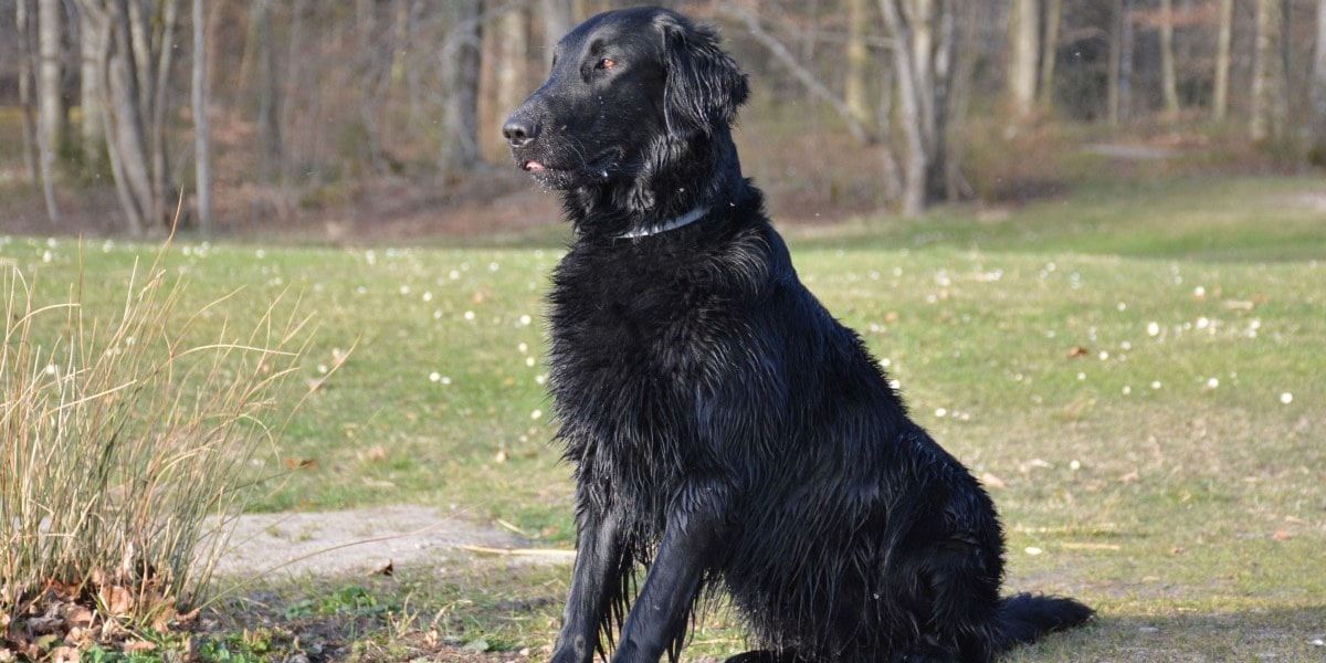 el perro terranova