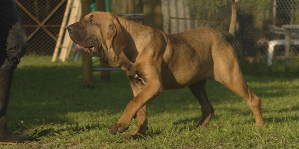 fila brasileño