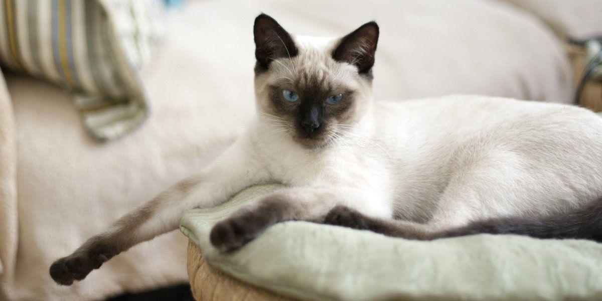 gato balines