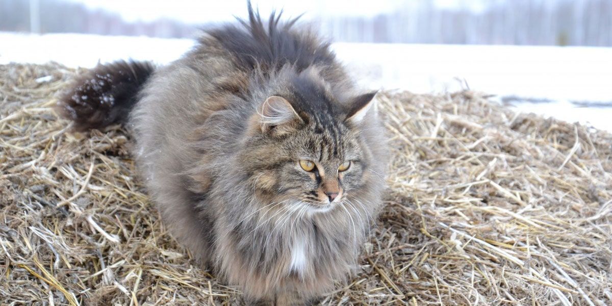 gato siberiano