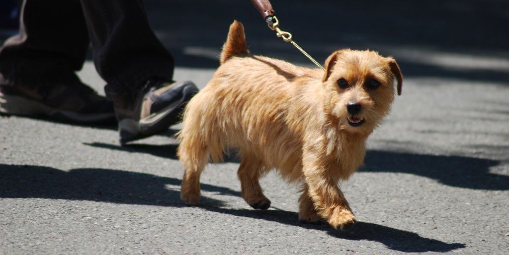norfolk terrier
