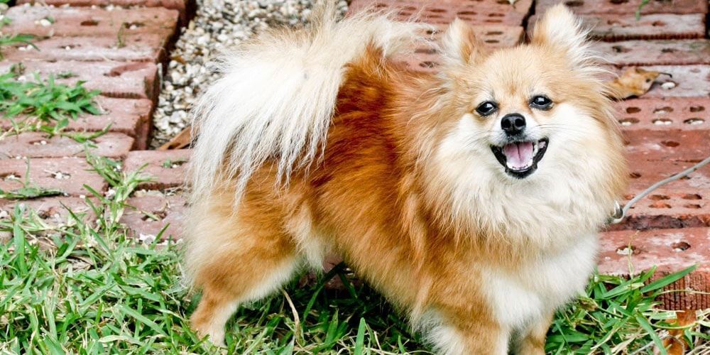 pomerania