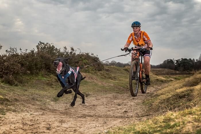 Adiestramiento para bikejoring
