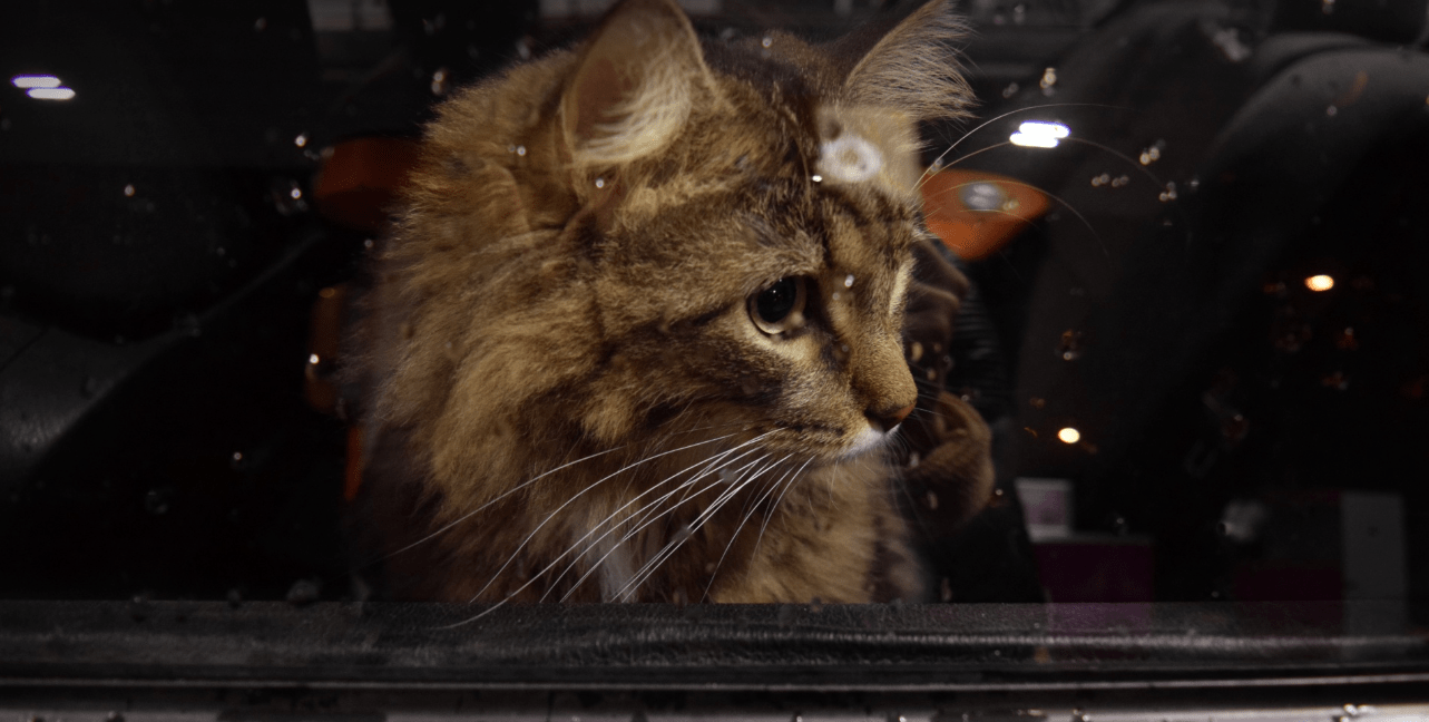 gato enfermo coronavirus