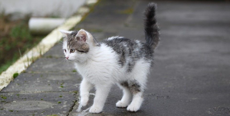 adoptar a un gato callejero