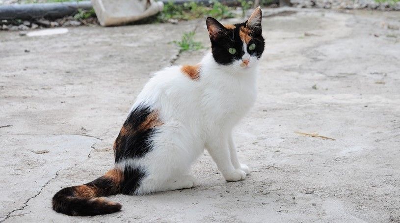 adoptar un gato