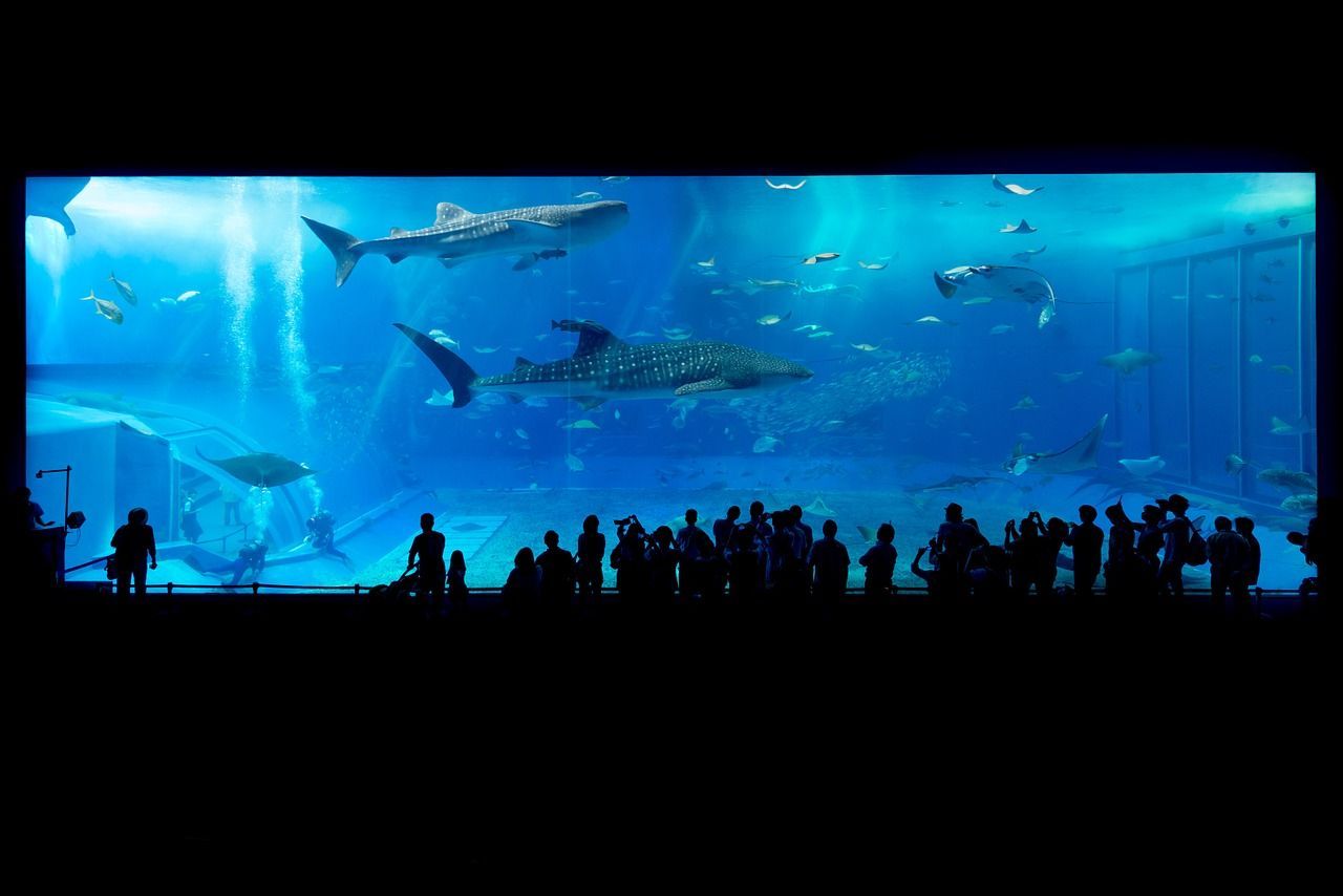 tiburón acuario