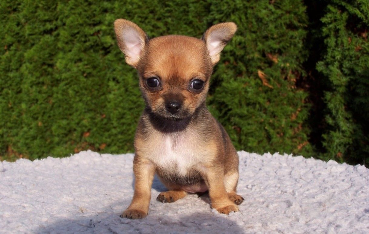 chihuahua