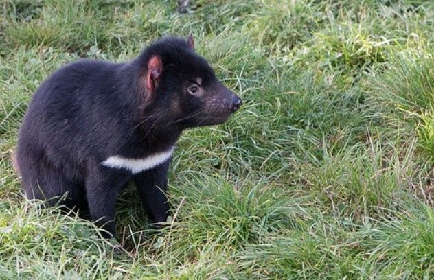 conoce al demonio de tasmania