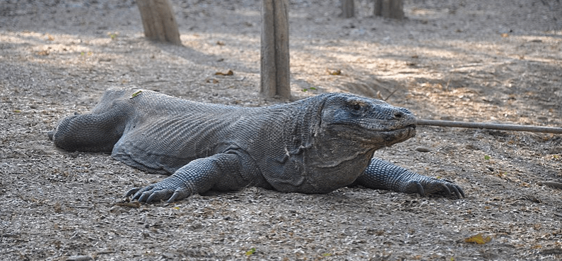 dragon de komodo