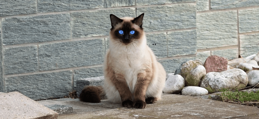 gatos que no crecen