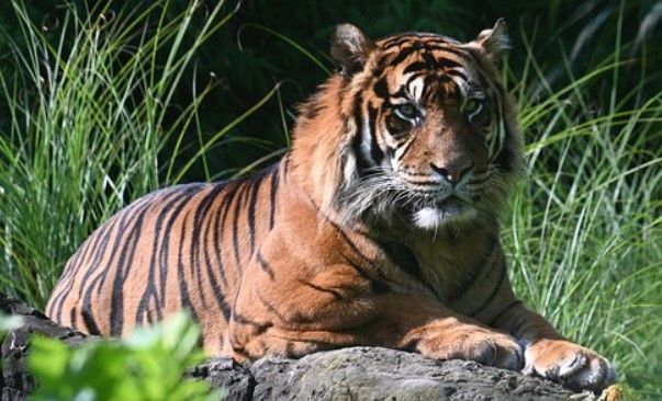 tigre