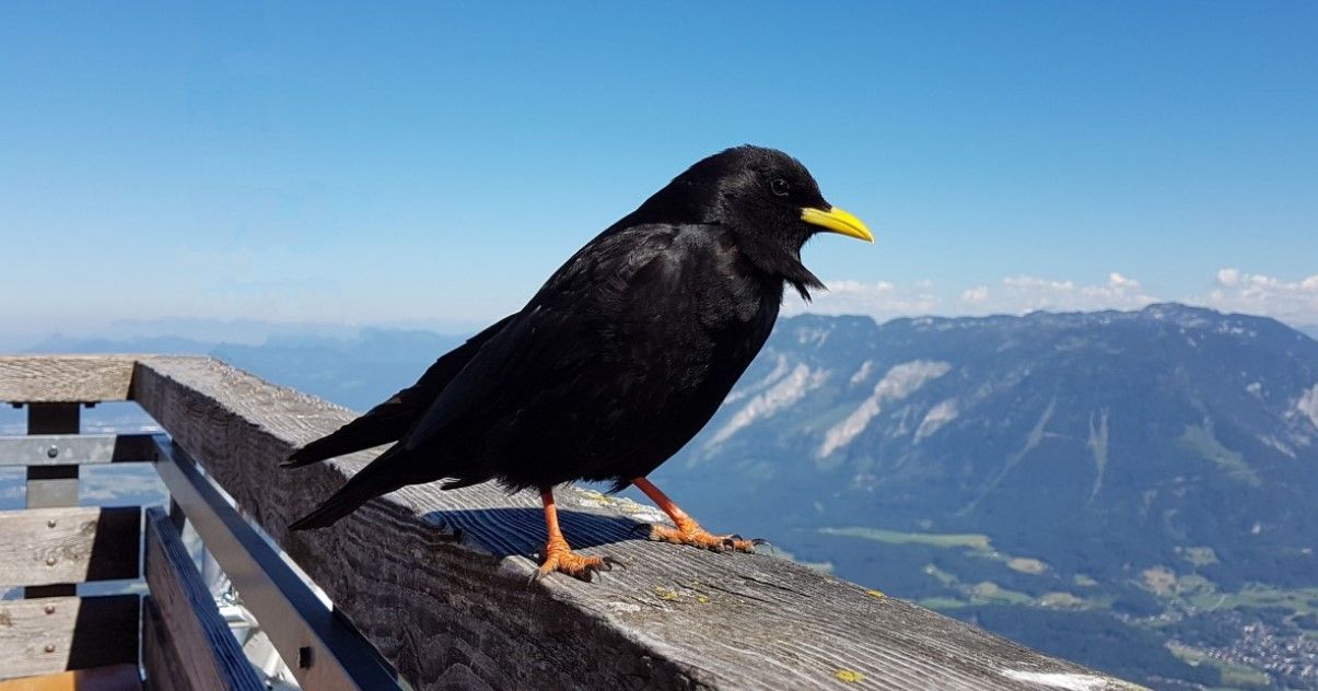 Cuervo alpino