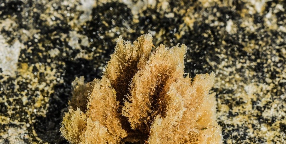 esponja de mar invertebrada