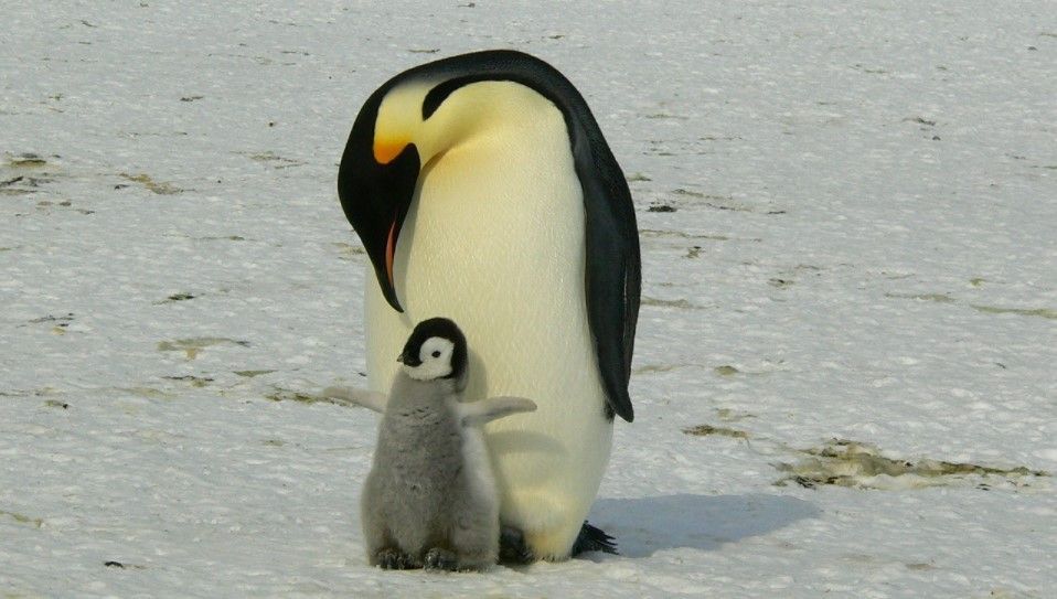 pingüino emperador pequeño