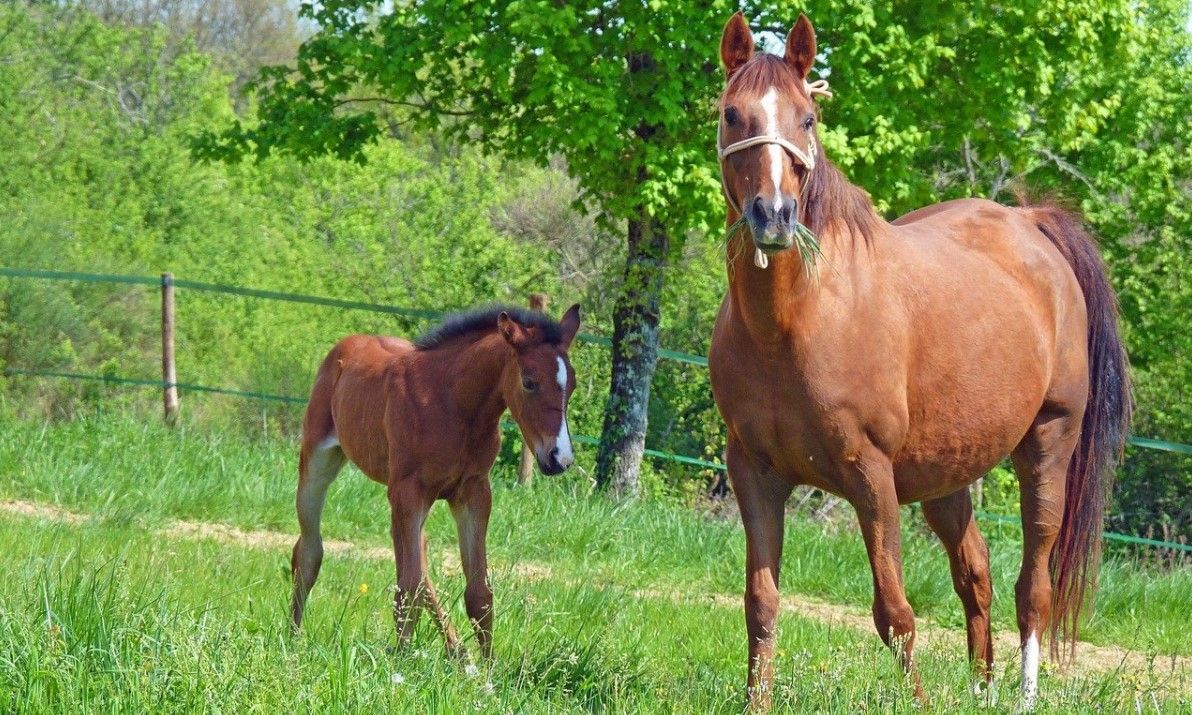 todo sobre el caballo arabe