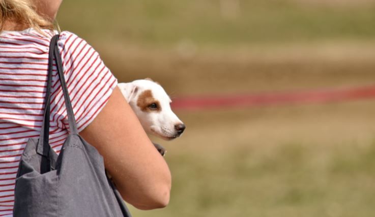 bolsos para perros