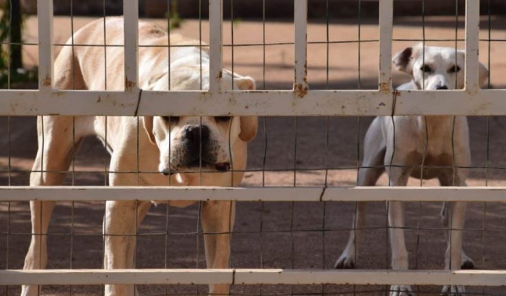 perreras para perros