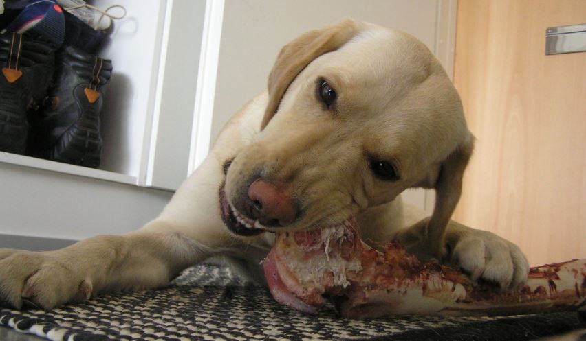 dieta barf para perros