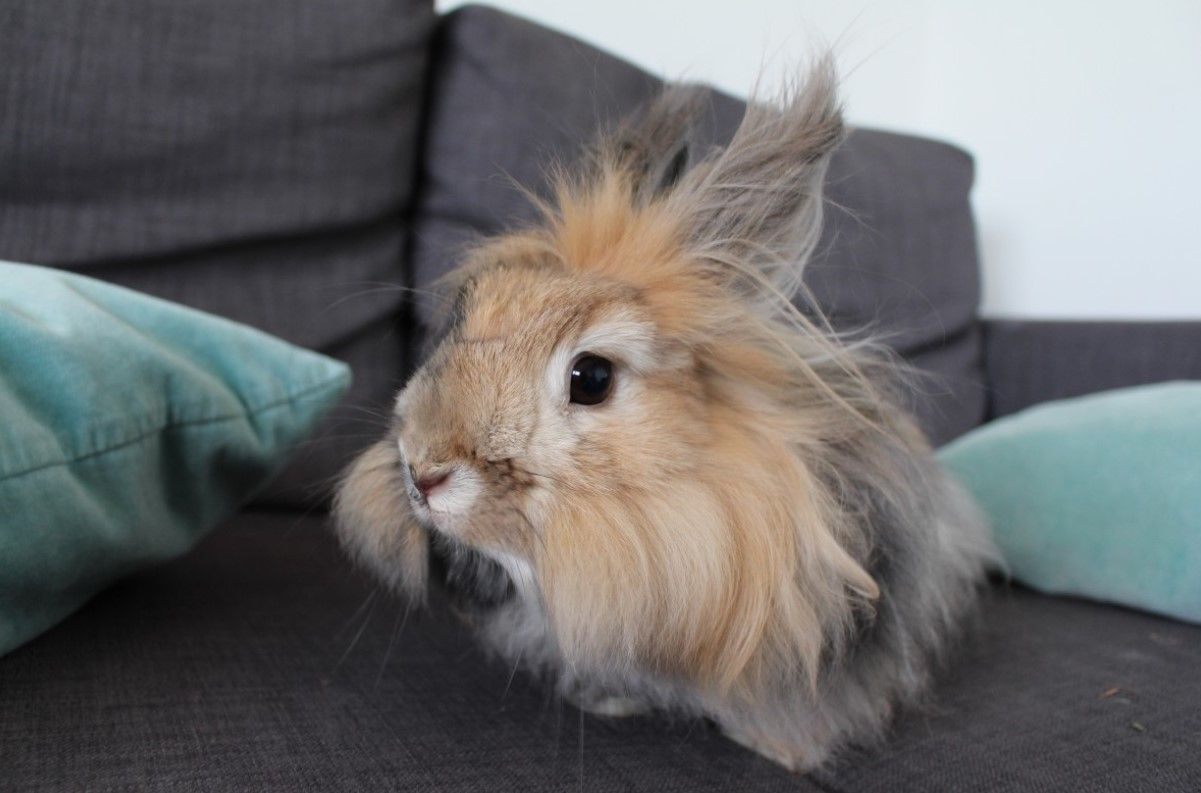 conejo de angora