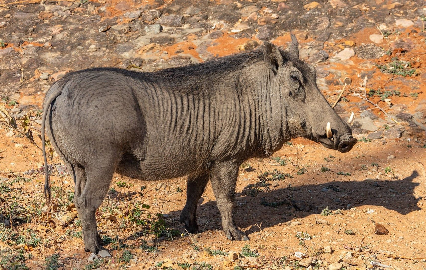 los animales salvajes