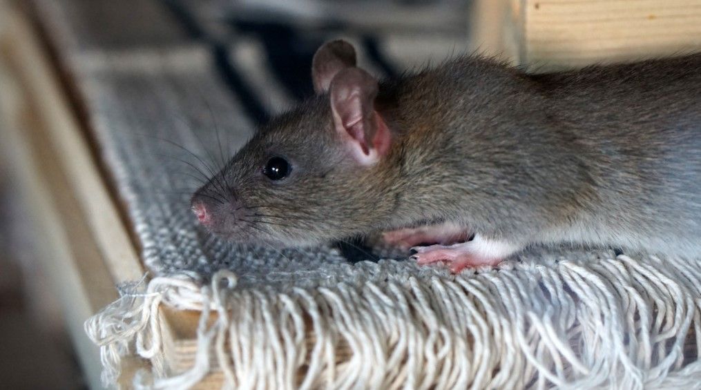 rata