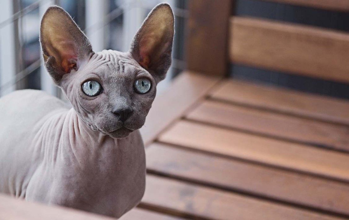 razas de gatos esfinge sphynx