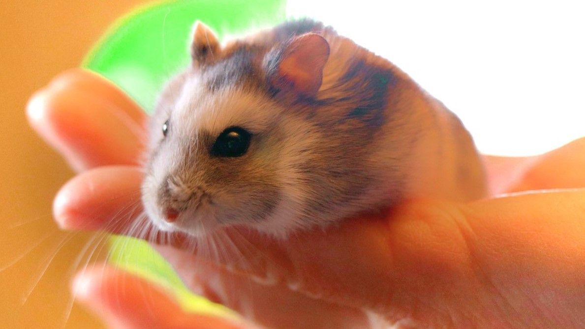 todo sobre el hamster