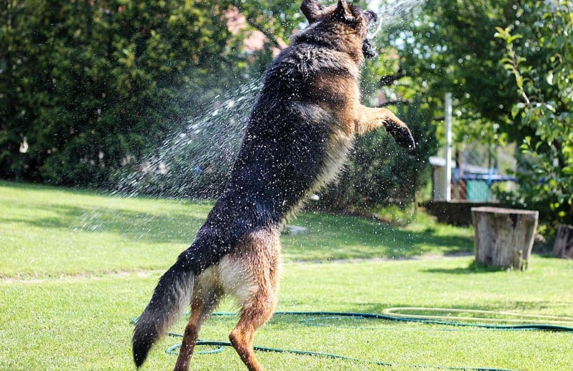 mascotas en verano