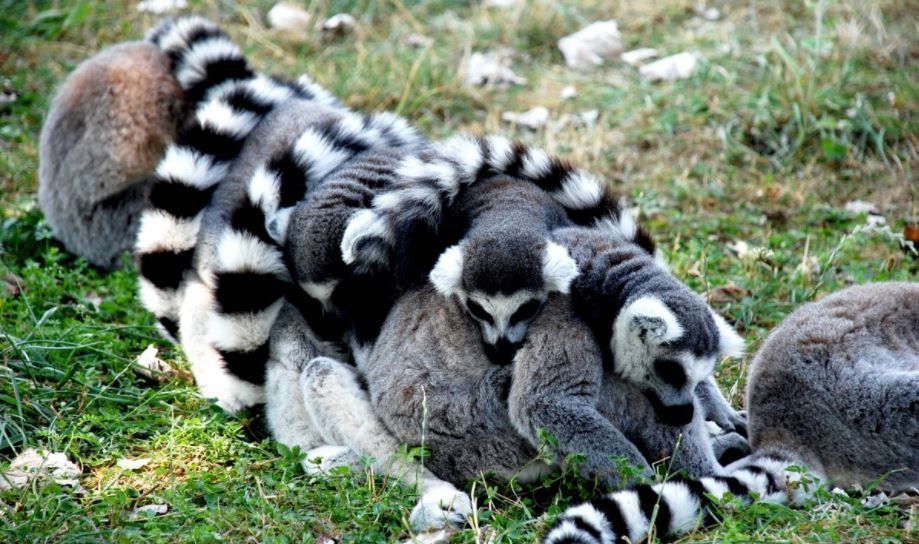 animales exoticos y silvestres