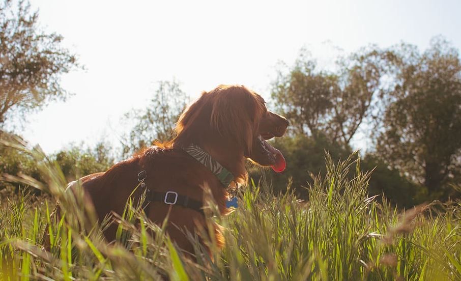 como afecta la vitamina d a nuestras mascotas