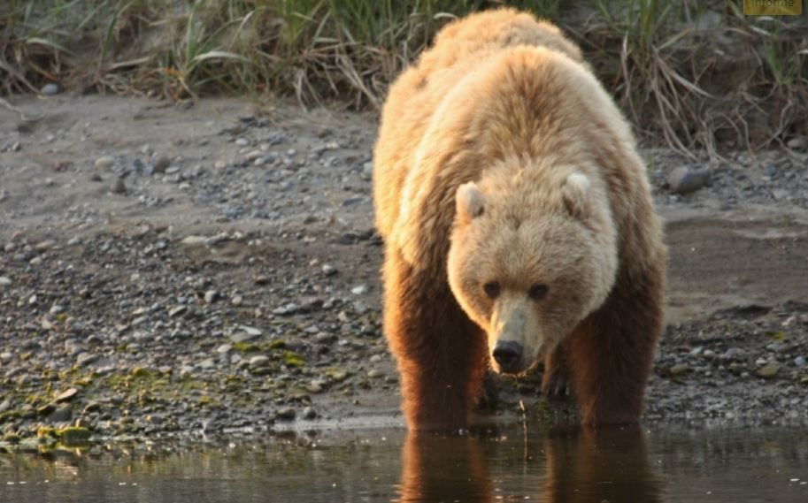 hibernar oso