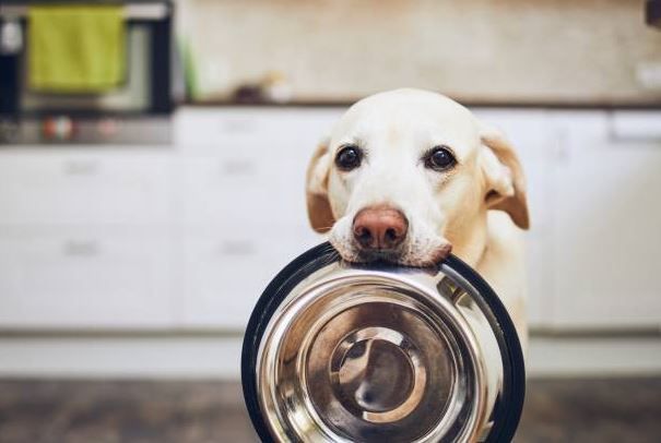 cuales son los gastos básicos de tener un perro