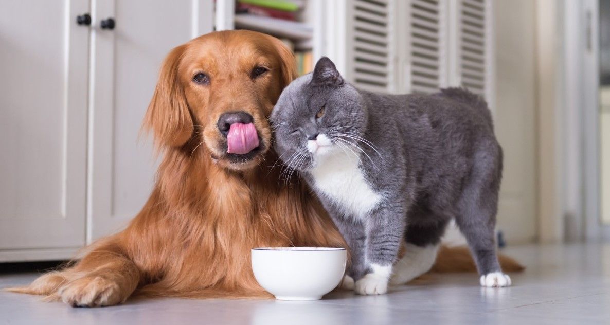 Los mejores tips para elegir comida para gatoo