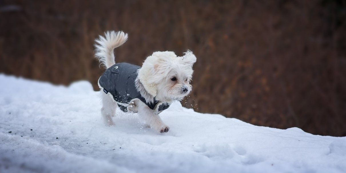ropa para perros 2