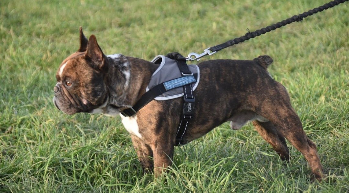 arnes antitirones para perros
