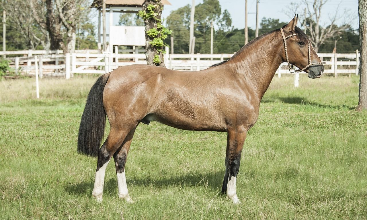 espacio caballo