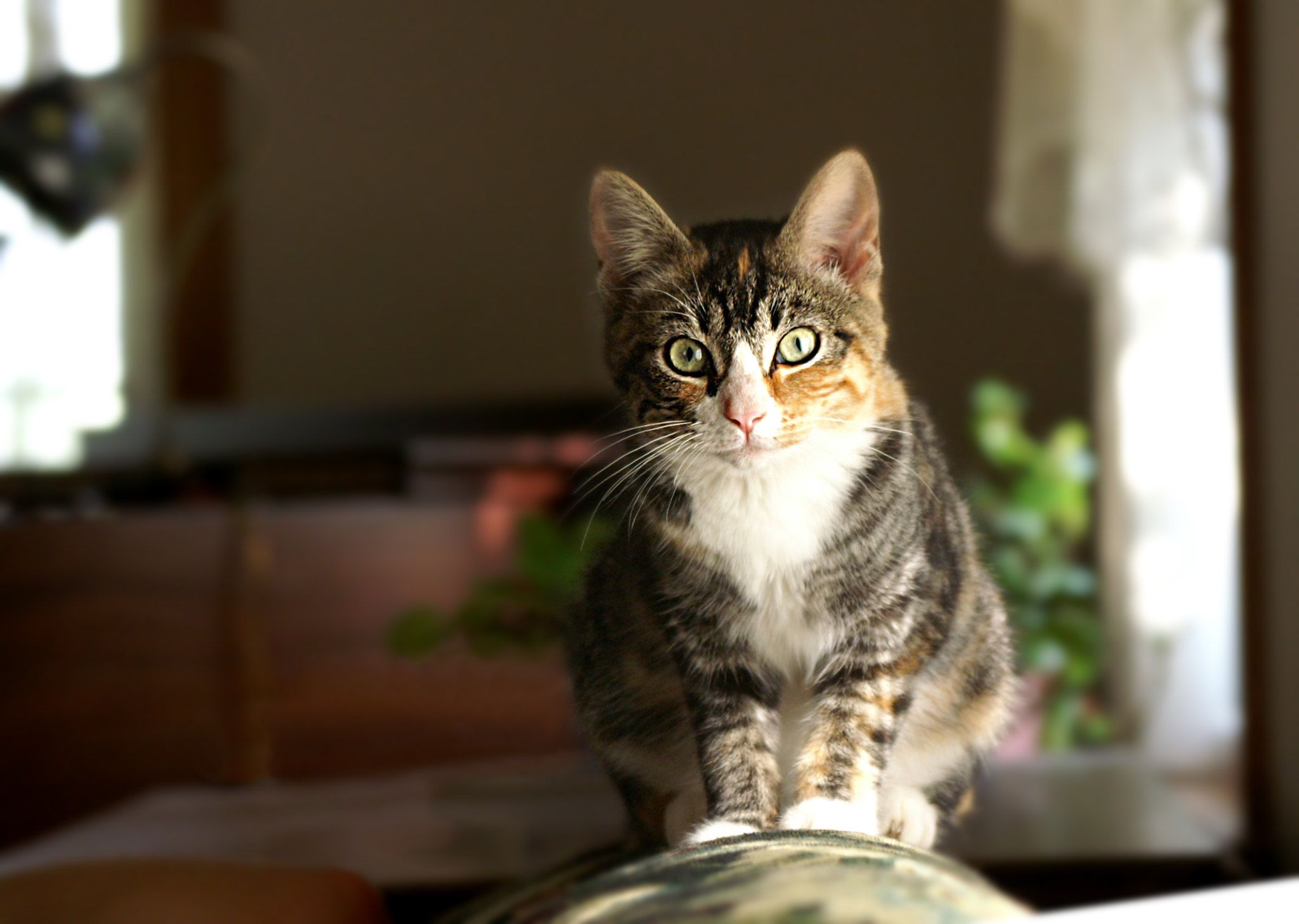 como adiestrar un gato