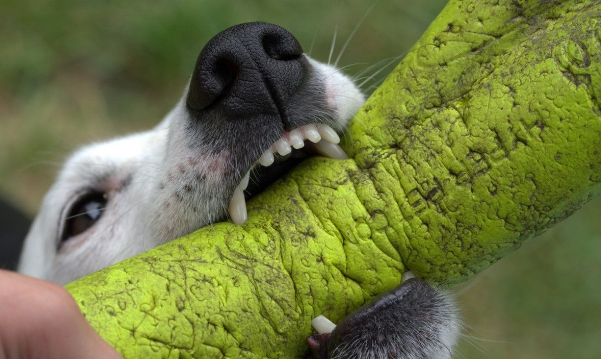 conseguir que tu cachorro no lo muerda todo
