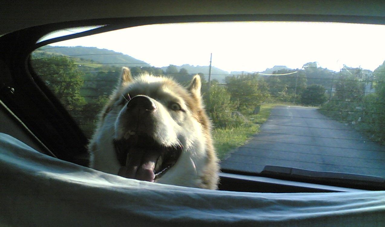 consejos basicos transporte mascotas