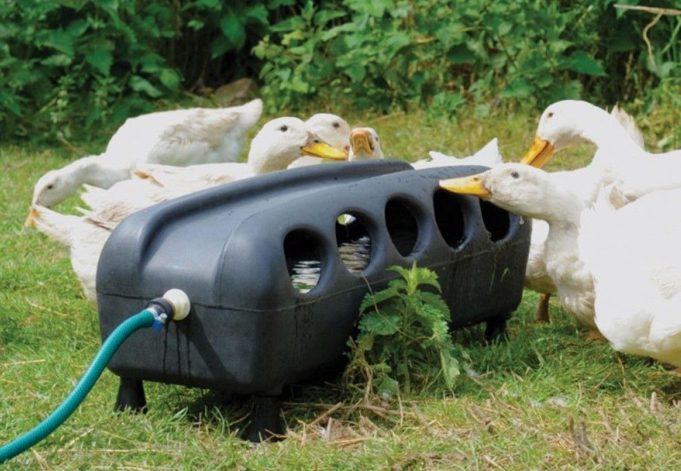 Bebedero de patos