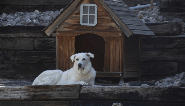 Qué tener en cuenta para comprar una caseta para tu perro pequeño